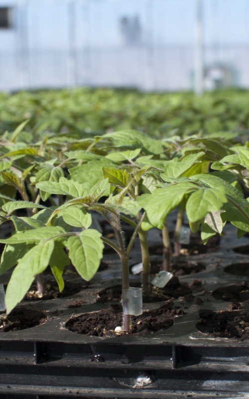 Plants de tomate greffés en plaque, clips de greffage en place