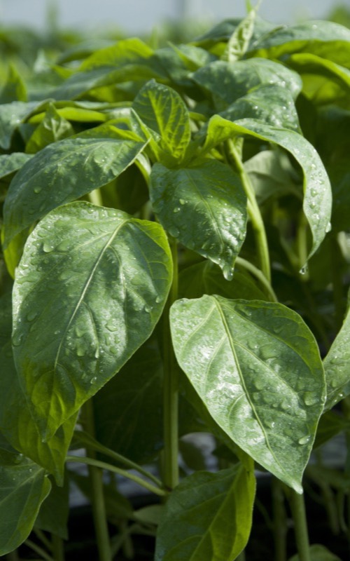 Jeunes plants de poivron sous rosée, en serre
