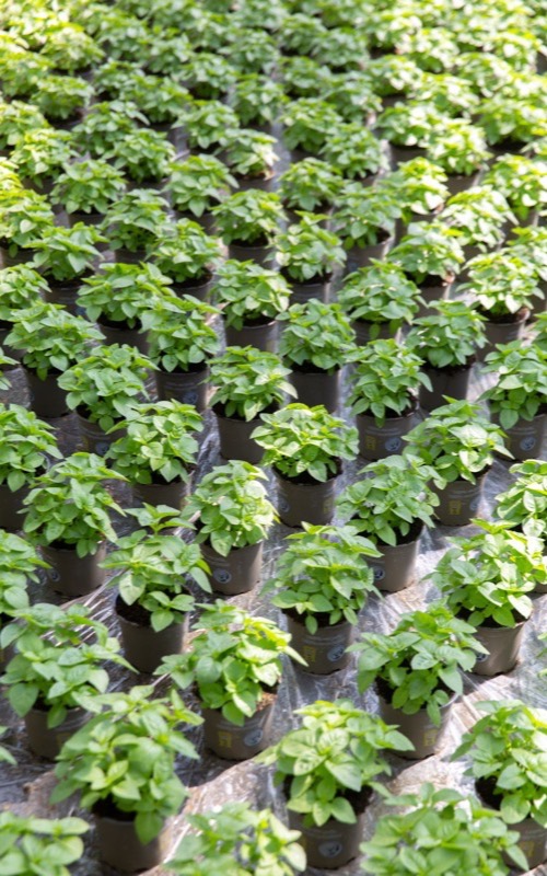 Pots d’aromatiques alignés avant expédition