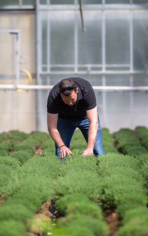 Soin des rangs d’aromatiques sous serre