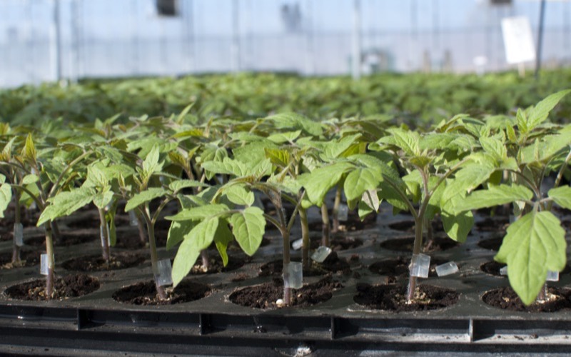 Plants de tomate greffés en plaque, clips de greffage en place