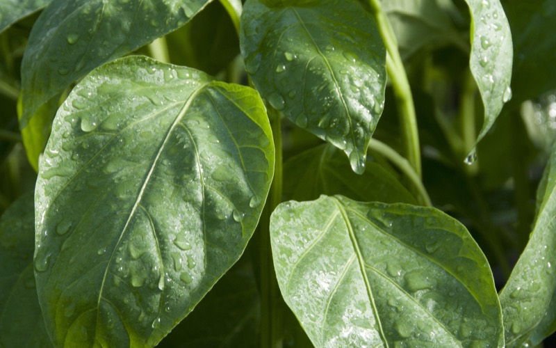 Jeunes plants de poivron sous rosée, en serre