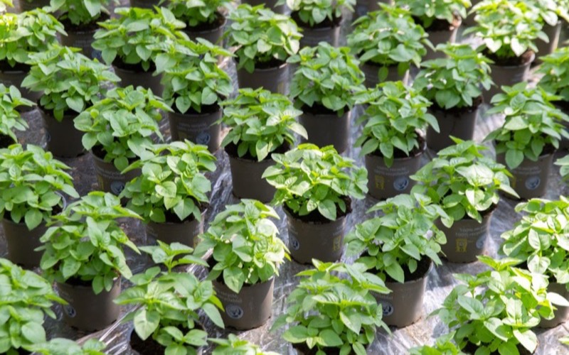 Pots d’aromatiques alignés avant expédition
