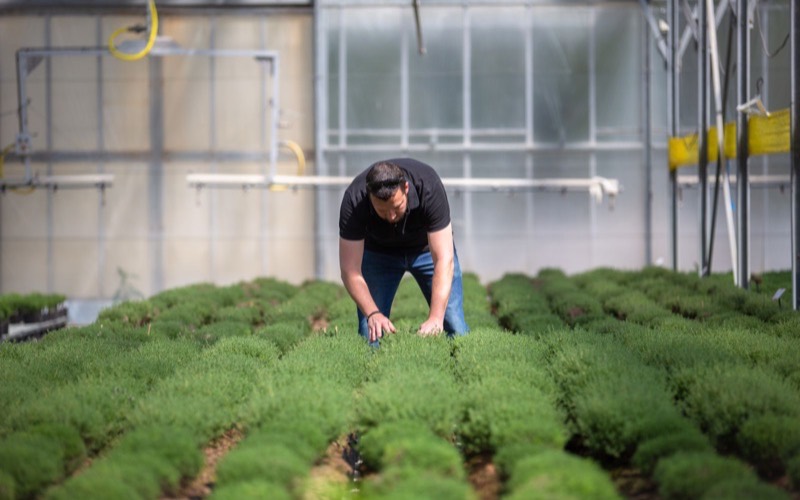 Soin des rangs d’aromatiques sous serre